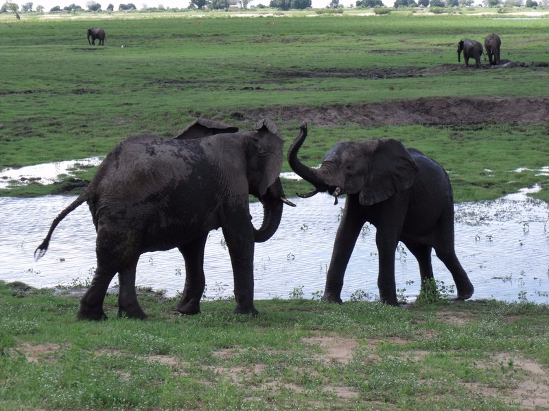 Elephants Playing in the Mud