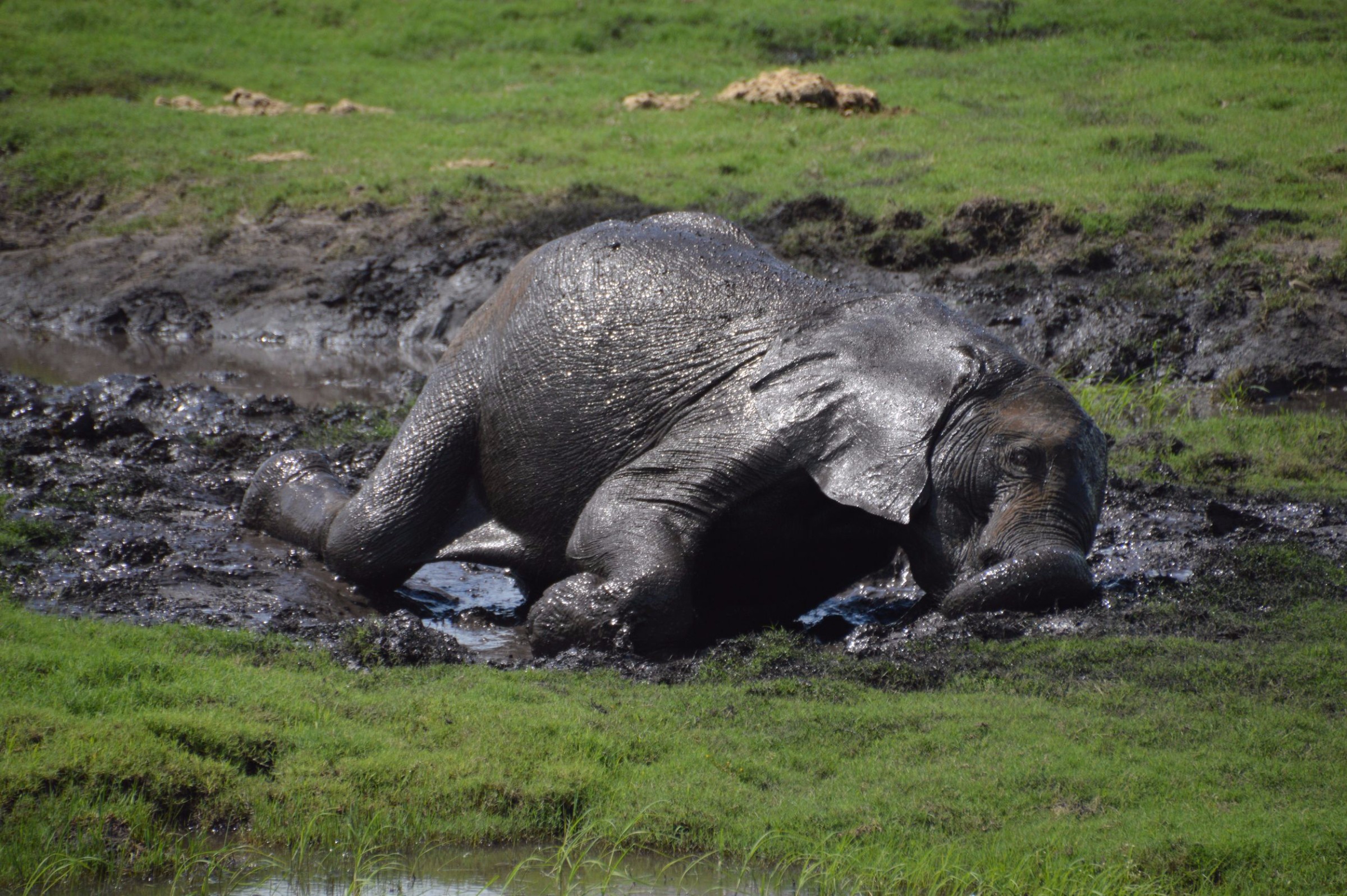 Elephants Playing in the Mud | Photo