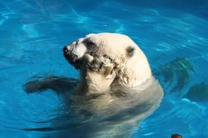 Polar bears in BA zoo