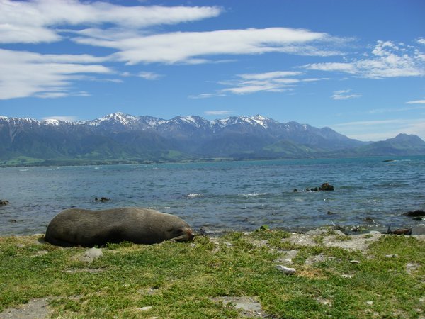 Seal Colony in Kaikoura