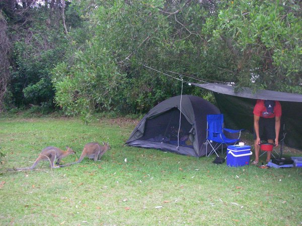 Camping with Kangaroo's