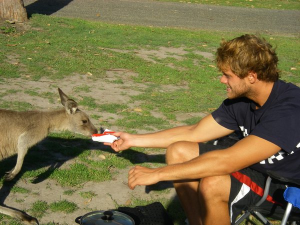 Feeding the Kangaroo's