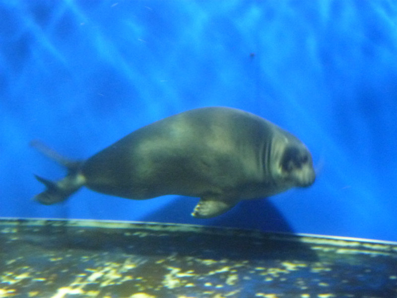 Bikal Seal