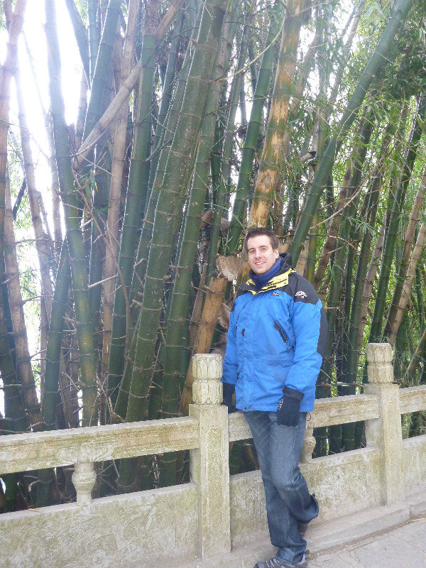 Dave found big bamboo