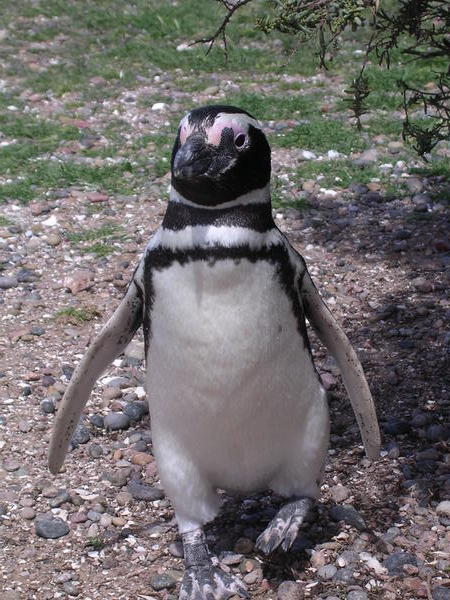 Penguin, close enougth to touch! 