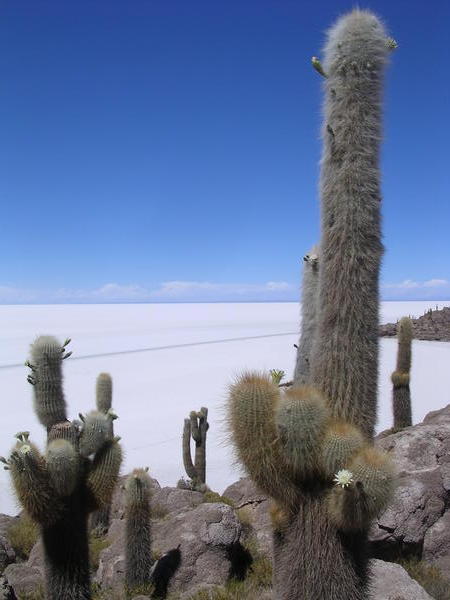 The giant cactus on Isla Pescado in the Salt flats