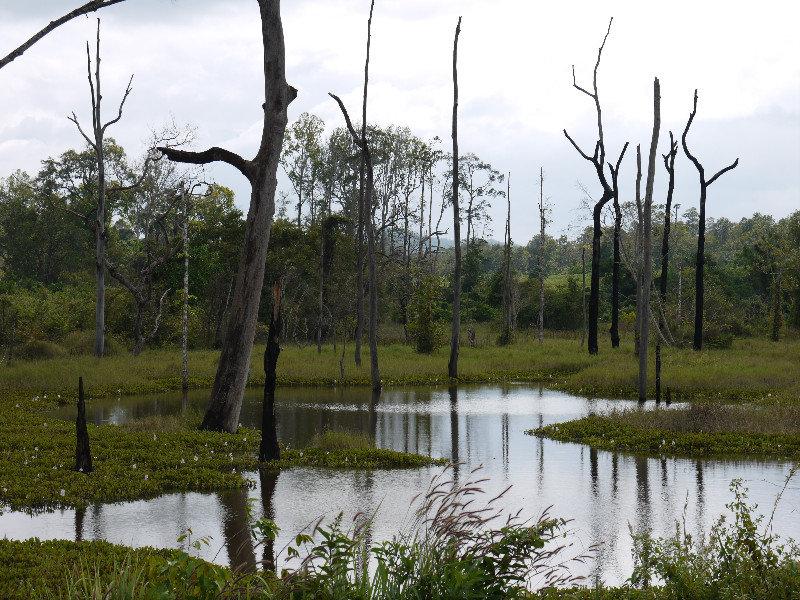 Swampy Area