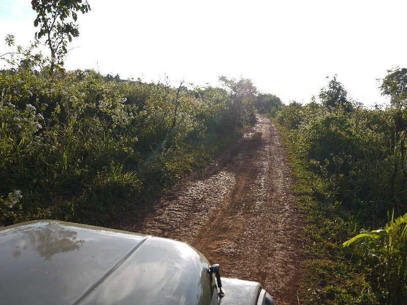 The Road to the Giant Ficus