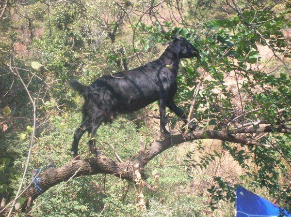 A strange looking goat