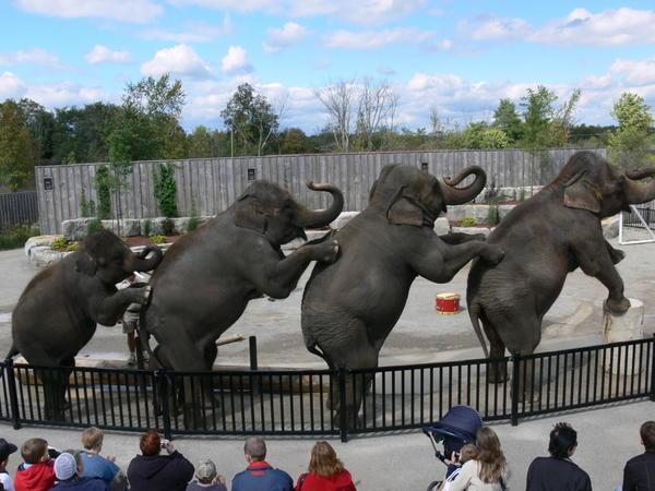 Elephants showing off