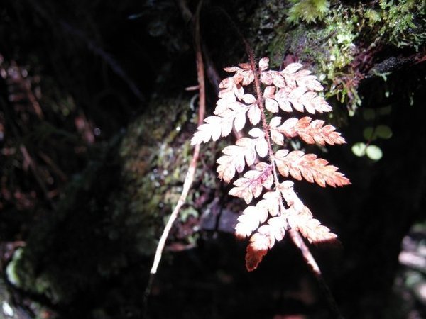 Red fern in the morning sun
