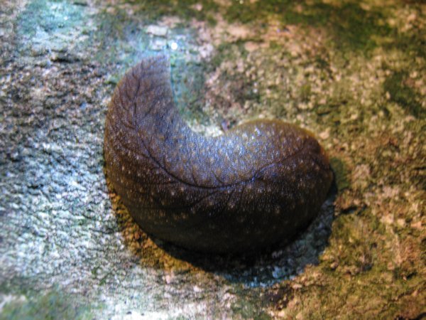 Leaf Veined Slug