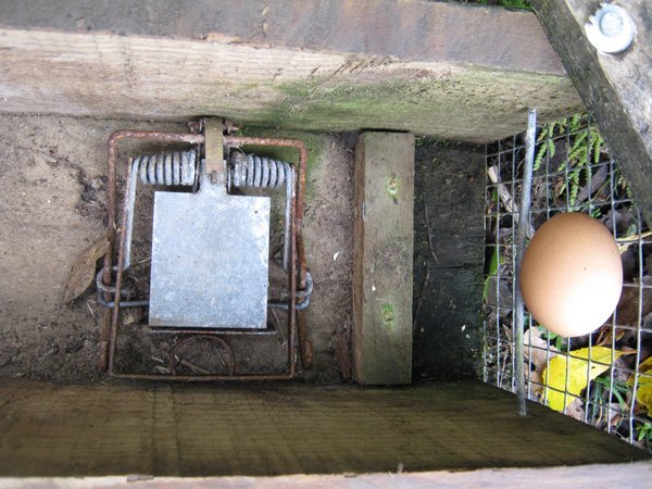 The trap with egg