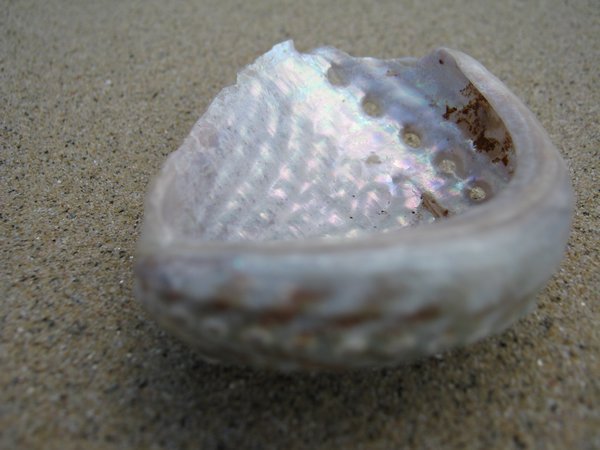 Paua shells on the beach