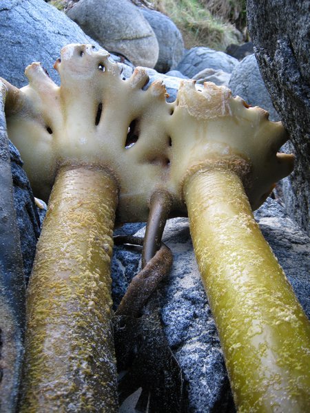 Giant Seaweed Anchors