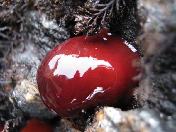 Red growths on the rocks