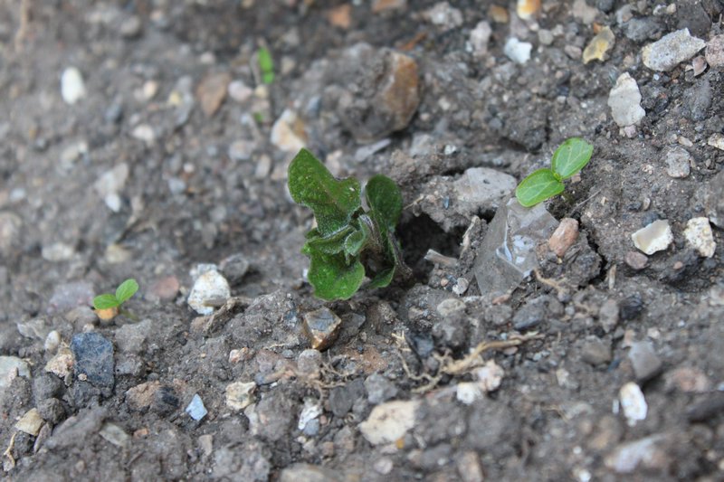 First spud!!