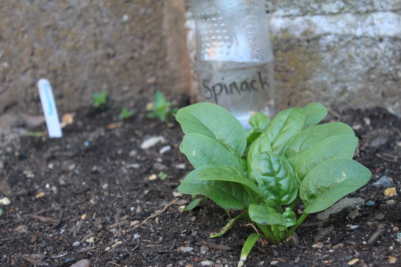Spinach growing strong