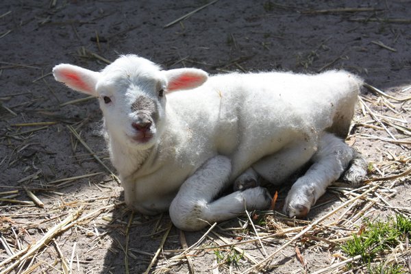A lamb with a coat?..why not.