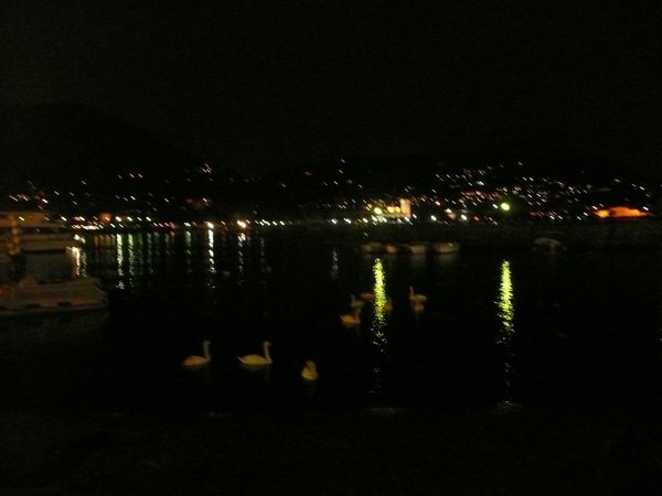 Swans at night on Lake Como
