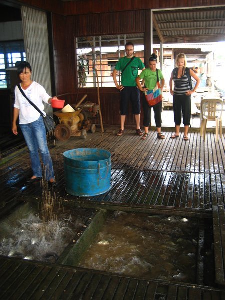 Feeding time in the fish farm