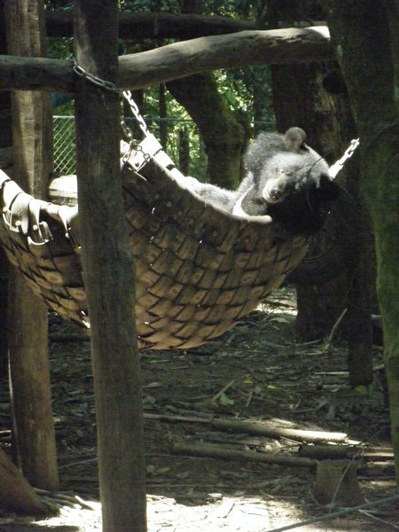Even the bears in Laos lie out in hammocks