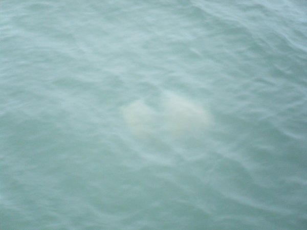 Jellyfish that got Goncalo....it was a big one!