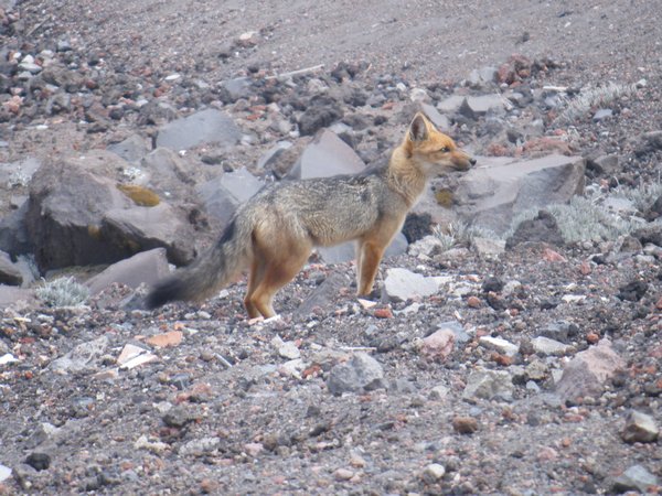 An Andean fox we met along the way