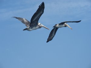 Pelicans flying over head
