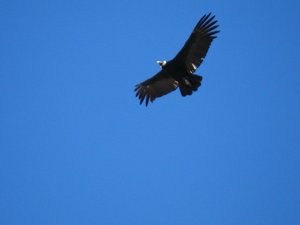 The first of the Condors