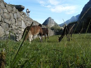 Llamas in Machu Pichu