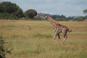 Baby giraffe, barely able to walk