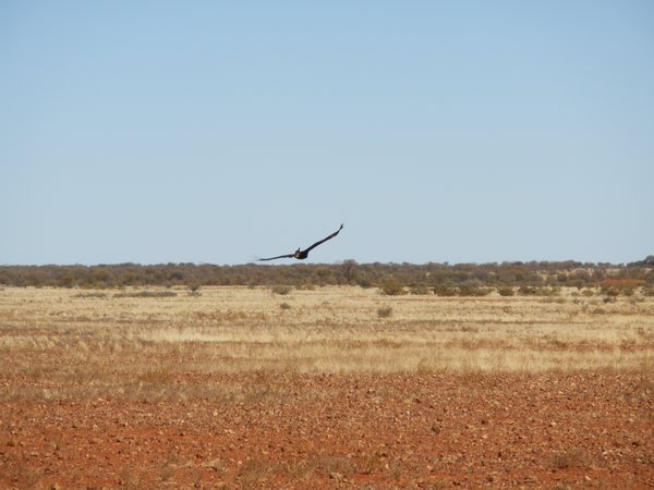 Wedge tail eagle 1
