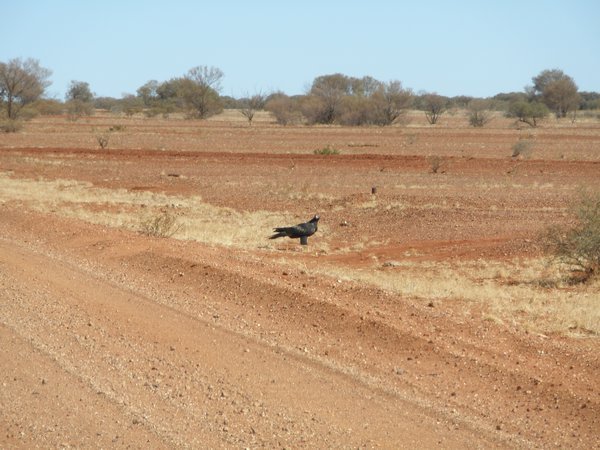 Wedge tail eagle 2
