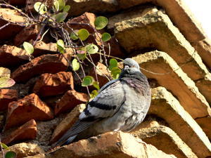 Roman pigeon