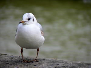 A French seagull