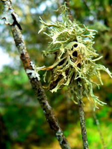 Tree lichen