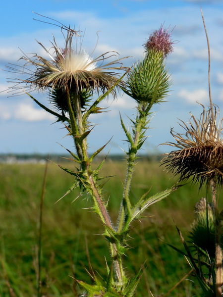 Thistle - but not in Scotland