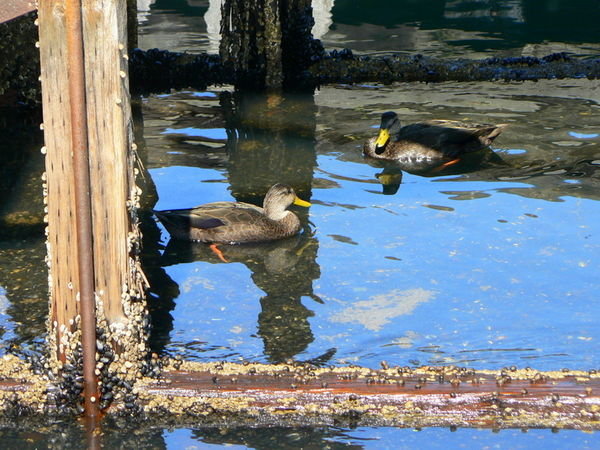 Ducks down at the harbour