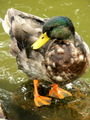 Mallard duck in the public gardens