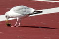 Seagull eating his lunch