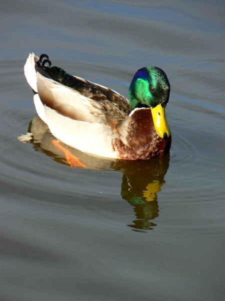 Mallard duck at Trout Lake, Vancouver