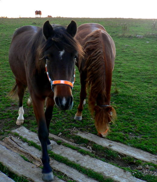 Horses on the farm