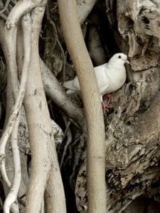 Dove in a tree