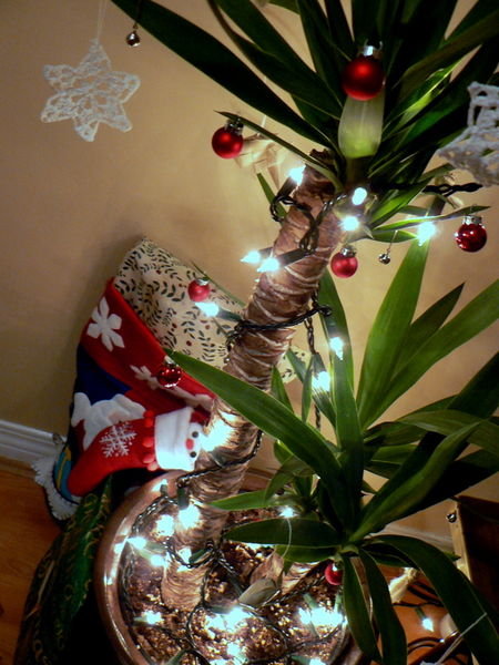 Mike's Christmas palm tree - since he didn't have a real Christmas tree