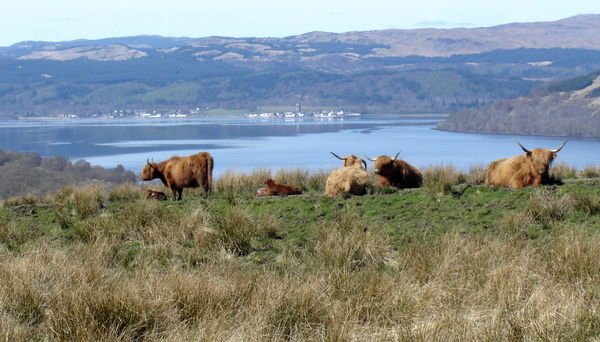Looking towards Inveraray with the locals in the piccie