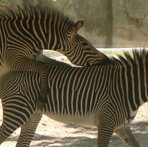 Zebra action