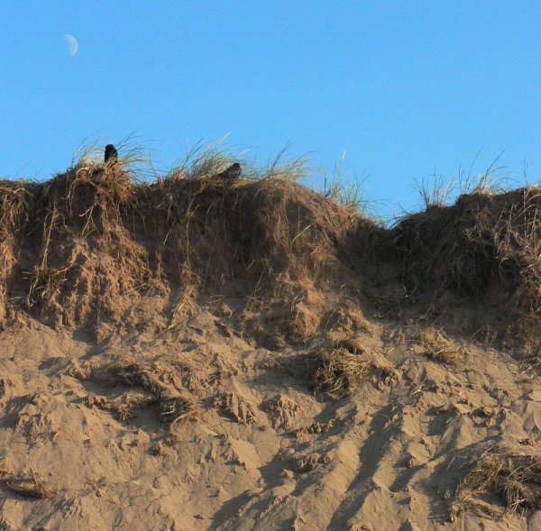 Moon and the dunes