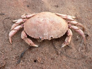 A wee crab