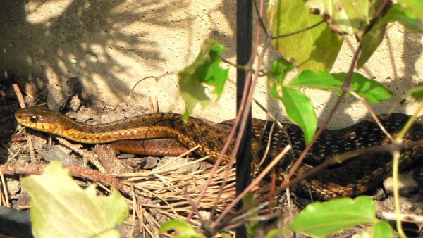 The snake that lives outside the front door